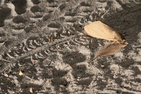 Ghost Moth (Abantiades hyalinatus) (Abantiades hyalinatus)